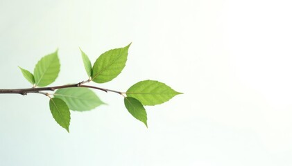 Delicate branches with leaves isolated on white background, clean, pure, isolated