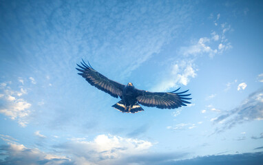 Black hawk in flight searching for prey over the waters of the Tárcoles river near Puntarenas, Costa Rica