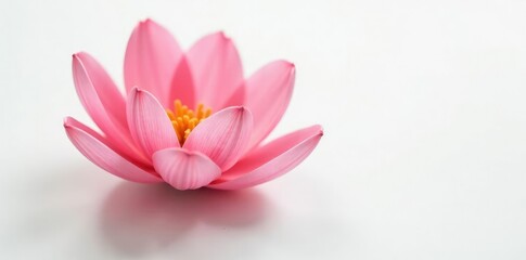 Fototapeta premium Delicate flower petals unfolding on white background, nature, bloom, botanical