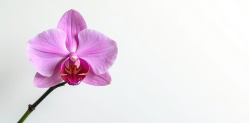 Obraz premium Single bloom of orchid on a plain white background, blossom, flower, white