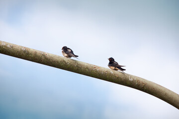 Schwalben auf einer Metallstange