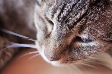 Getigerte Katze im Detail