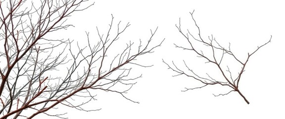 Fototapeta premium Intricate bare branches isolated against a pure white backdrop, black and white, natural