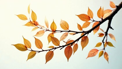 Naklejka premium Long branches with leaves isolated on white background, single, foliage