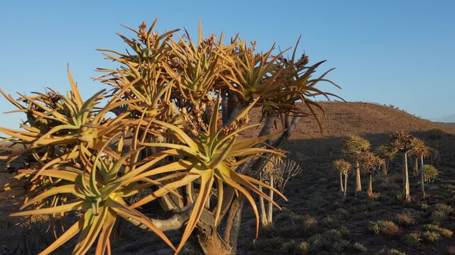 Quiver tree or kokerboom (Aloidendron dichotomum, prev. Aloe dichotoma). Gannabos, near Nieuwoudtville. Northern Cape. South Africa. Filmed in 4k, 30fps.