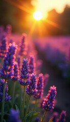 Golden hour light bathes vibrant lavender, wooden borders , texture, farm