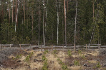Fencing made of boards in a coniferous forest to protect young forest plantings from wild animals