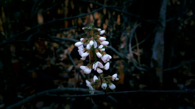 Derris trifoliata white flowers with dark background.