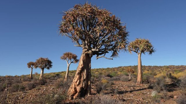 Quiver tree or kokerboom (Aloidendron dichotomum, prev. Aloe dichotoma). Gannabos, near Nieuwoudtville. Northern Cape. South Africa. Filmed in 4k, 30fps.