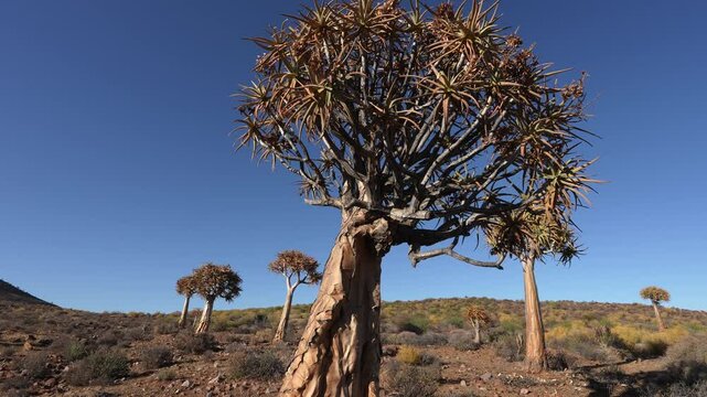 Quiver tree or kokerboom (Aloidendron dichotomum, prev. Aloe dichotoma). Gannabos, near Nieuwoudtville. Northern Cape. South Africa. Filmed in 4k, 30fps.