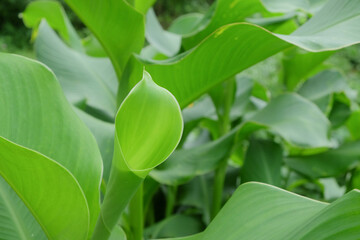 Background pattern and texture of green water canna leaves. Water canna or Canna glauca or Louisiana canna flower .Ecology and environment concept.Small waterfall.For graphic design,3D rendering 