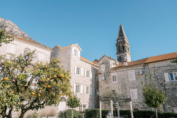 Montenegro, Perast - July 01, 2024: Tangerine trees in the garden near ancient stone houses near...