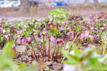 クリスマスローズ