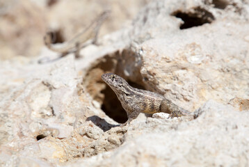Grand Cayman Island Little Lizard