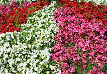 Sopot Town Summertime Colorful Flowers