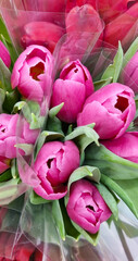 bouquet of pink tulips