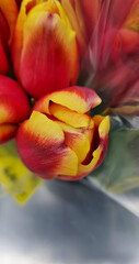 red and yellow tulips in transparent film