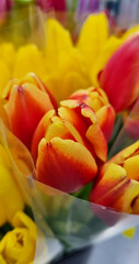 red and yellow tulips in transparent film