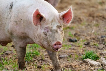 Fototapeta premium A content happy pig on a rural farm outdoors. The pig is standing in the middle of the photo and is looking at the camera. It has a pink skin and is covered in mud.