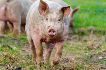 A charming pig stands in a vibrant green pasture, its soft pink skin glistening in the sunlight. With big, curious eyes and a cute black nose, it captures the essence of rural life and innocence.