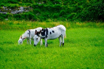 The donkeys are standing side by side, both facing the camera. They have long ears and black hooves. The donkey on the left is gray and white, while the donkey on the right is mostly white.
