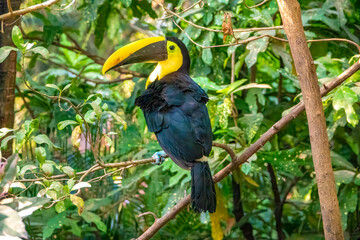 A yellow throated tucan (Ramphastos ambiguus) in the rain forests of a wild life reserve in Cartagena, Colombia