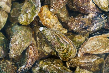 A close-up of fresh oysters on a wet wooden table. The oysters have shades of brown and gray with a rough texture, piled haphazardly, showcasing their natural beauty and freshness.