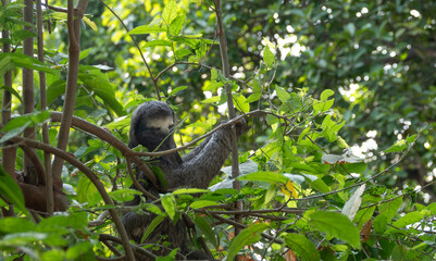 A young three-toed sloths feeding on a tree in a rain forest reserve, Cartagena, Colombia