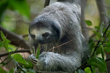 Fototapeta premium Closeup of a sloth using its three toes to bring selected leaves to its mouth, Cartagena, Colombia