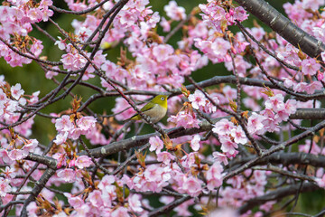 メジロと河津桜