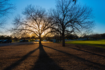 Stunning sunset behind the pecan trees of Zilker Park, Austin, Texas, USA