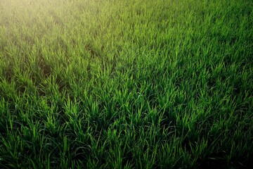 Rice fields for agriculture that are well taken care of by farmers.