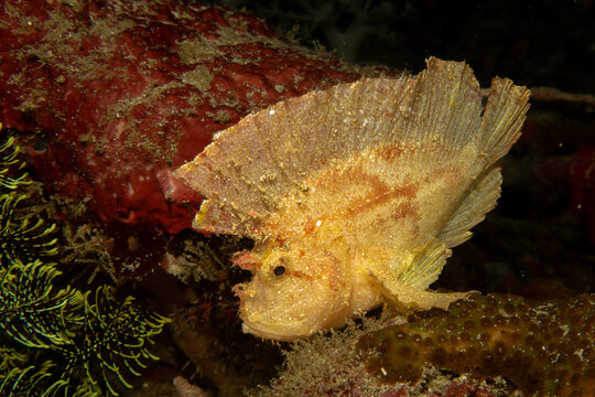 Awesome Leaf scorpionfish, Taenianotus triacanthus, or paperfish, shot at a Puerto Galera coral reef in the Philippines