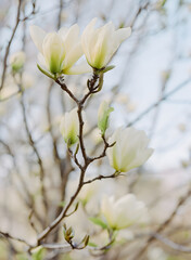 Spring blooms of magnolia flowers in a serene garden setting during a clear day
