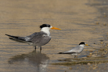 Lesser Crested Tern and a saunders tern at Busaiteen coast, Bahrain