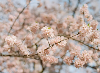 Cherry blossoms bloom beautifully against a clear blue sky in springtime