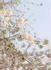 Cherry blossoms bloom beautifully against a clear blue sky during spring in a serene park setting