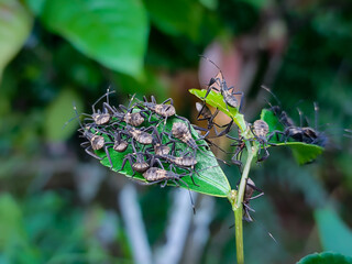 Bug Nymphs On A Leaf, Central Java, Indonesia