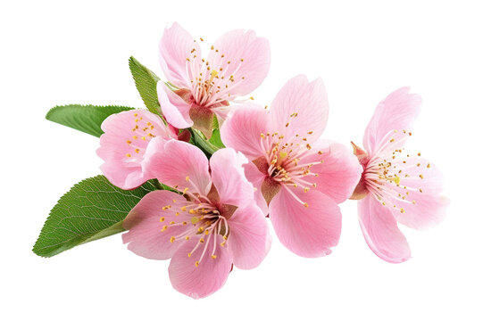 PNG Beautiful pink cherry blossom blossoms flowers petals.