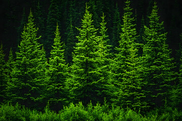 Lush Evergreen Forest Background Image