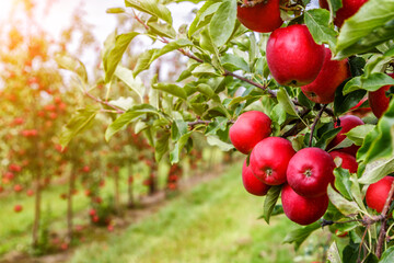 Apple orchard with red ripe apples on branches.Two rows of apple trees full of fruit seen under a blue sky nearly ready for picking.Apple orchard.Morning shot.