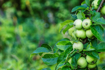 Green apples on a tree.Ripe Apples in the Apple Orchard before Harvesting. Apple orchard. Basket of Apples.Morning shot