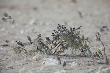 Variety of small birds perched together on a small tree