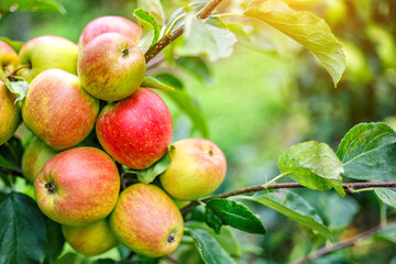 Red apples on a tree.Ripe Apples in the Apple Orchard before Harvesting. Apple orchard. Basket of Apples.Morning shot
