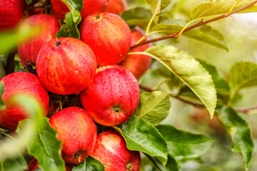 Red apples on a tree.Ripe Apples in the Apple Orchard before Harvesting. Apple orchard. Basket of Apples.Morning shot