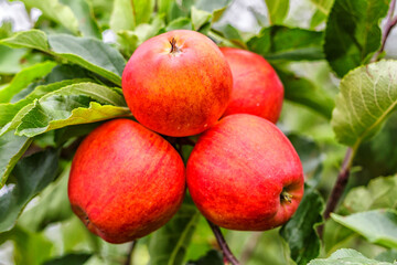 Red apples on a tree.Ripe Apples in the Apple Orchard before Harvesting. Apple orchard. Basket of Apples.Morning shot