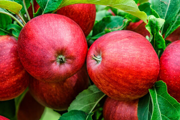 Red apples on a tree.Ripe Apples in the Apple Orchard before Harvesting. Apple orchard. Basket of Apples.Morning shot