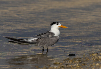 Lesser Crested Tern at Busaiteen coast, Bahrain