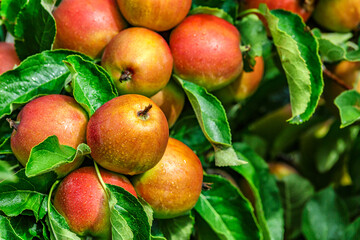 Red apples on a tree.Ripe Apples in the Apple Orchard before Harvesting. Apple orchard. Basket of Apples.Morning shot