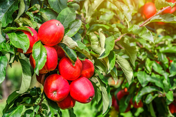 Red apples on a tree.Ripe Apples in the Apple Orchard before Harvesting. Apple orchard. Basket of Apples.Morning shot